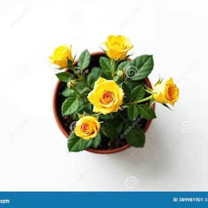 Puede incluir: Vista cenital de una planta de rosas en maceta con flores amarillas vibrantes y hojas verdes. Las rosas están en plena floración, mostrando sus pétalos en capas. La planta está en una maceta marrón, sobre un fondo blanco.