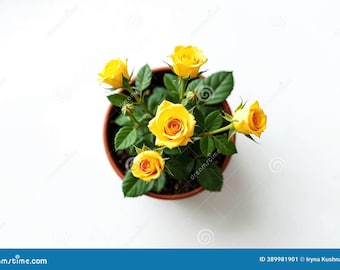 Rosa Sunrosa Yellow Delight, planta de inicio / Flores fragantes de color amarillo brillante / Arbusto enano compacto / Maceta de 10 cm / Fácil mantenimiento, resistente a enfermedades