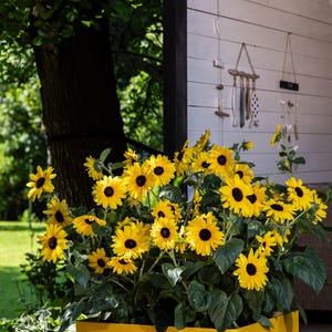 May include: A vibrant display of sunflowers in a bright yellow rectangular planter. The sunflowers have bright yellow petals and dark brown centers. The planter is placed outdoors near a white-paneled wall and a tree.
