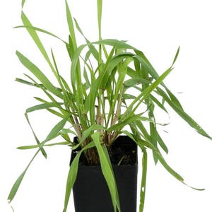 May include: A potted plant with long, slender, green leaves. The plant is in a square, black plastic pot. The leaves are a vibrant green color and extend outwards from the center of the pot.