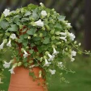 May include: A terracotta pot overflowing with a cascading plant. The plant features vibrant green leaves and delicate white, trumpet-shaped flowers. The pot is set against a blurred green background.