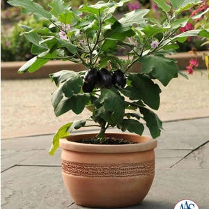 May include: A potted eggplant plant with dark purple eggplants and green leaves. The plant is in a terracotta pot with a decorative band around the middle. The pot sits on a stone surface.