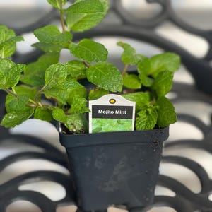 May include: A potted Mojito Mint plant with vibrant green leaves. The plant is in a black plastic pot, sitting on a decorative metal surface. A label with the text "Mojito Mint" is inserted into the pot.
