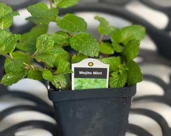 Mojito Mint Plant (Mentha x villosa) - Live Herb in 3.5” Pot - Fresh Cocktail Mint cuttings