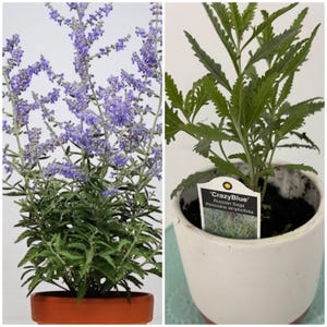 May include: Two images of Russian Sage plants. One plant is in a terracotta pot, displaying vibrant purple flowers. The other plant is in a white pot, with a tag that reads 'CrazyBlue' Russian Sage, Perovskia atriplicifolia, and green foliage.