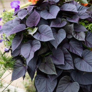 May include: Close-up of a plant with heart-shaped, deep purple leaves. The leaves have prominent veins and a velvety texture. The plant is surrounded by other greenery and purple flowers, creating a lush, vibrant display. The plant is a decorative element.