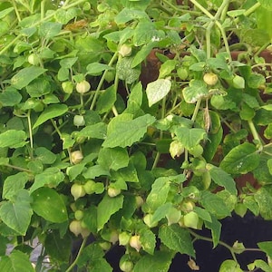 May include: Close-up of a plant with vibrant green leaves and small, round, light green fruits encased in delicate, papery husks. The plant has a lush, full appearance, with multiple stems and leaves. The image is well-lit, highlighting the textures and details of the plant.