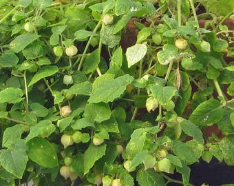 Ananasgemalen kers Live Starter Plants - Zoete ananassmaak! Physalis pruinosa Husk Cherry Garden Snoep Heirloom Fruit