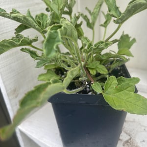 May include: A small green plant with textured leaves in a black square pot. The plant has multiple stems and a variety of leaf shapes. The leaves have a light green color with some edges showing a lighter hue. The pot sits on a white surface.