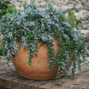 May include: A terracotta pot overflowing with a cascading plant featuring small, light blue flowers and green foliage. The pot sits on a weathered wooden surface, creating a natural, rustic aesthetic. The plant's trailing habit is prominent.