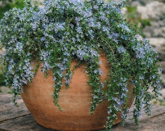 Peut inclure: Un pot en terre cuite débordant d'une plante en cascade avec de petites fleurs bleu clair et un feuillage vert. Le pot repose sur une surface en bois vieilli, créant une esthétique naturelle et rustique. L'aspect retombant de la plante est mis en évidence.