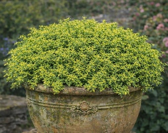 Puede incluir: Una planta exuberante, verde y amarilla, en una maceta de terracota envejecida de estilo antiguo. La planta tiene hojas pequeñas y densas, creando una forma llena y redondeada. La maceta tiene detalles decorativos y está sobre un fondo borroso de jardín.