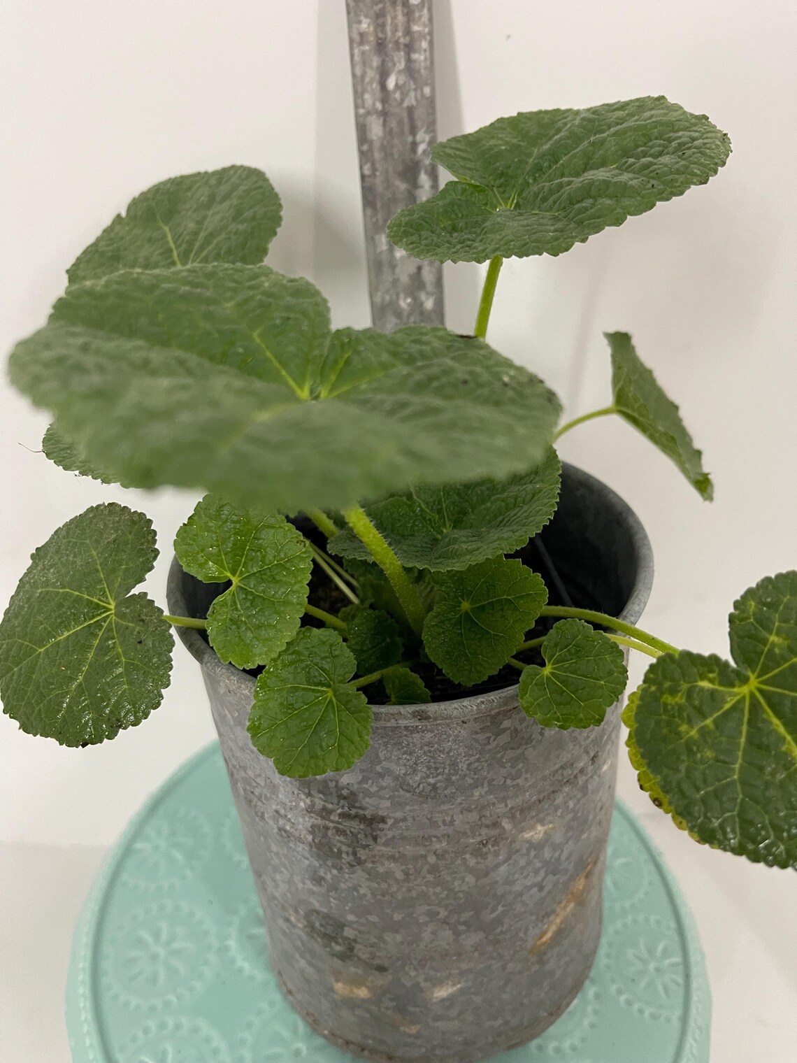 Hollyhock Chatters Double Pink Alcea - Perennial Live Plants in Starter ...