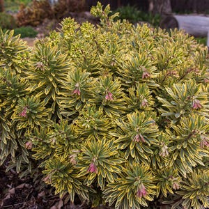 May include: A vibrant, bushy plant with green and yellow variegated leaves and small pink flowers. The plant is in a garden setting, with a blurred background of other plants and a wooden fence. The foliage is dense and textured.