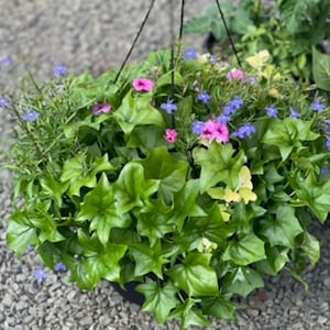 May include: A hanging basket overflowing with vibrant green ivy and a mix of colorful flowers. The flowers include shades of pink, blue, and yellow, creating a lively and natural display. The basket is suspended by black wires.
