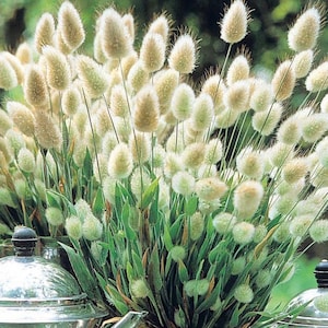 Puede incluir: Primer plano de un grupo de hierba de cola de conejo esponjosa y beige. Las espigas tienen forma ovalada y un aspecto suave y texturizado. Las hojas verdes contrastan con las espigas beige.