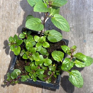 May include: A small square black plastic container filled with soil and vibrant green mint plants. The mint has oval-shaped leaves and reddish stems. The container sits on a weathered wooden surface.