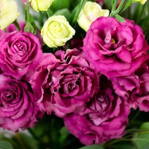 May include: A close-up of a bouquet of flowers featuring vibrant magenta roses and pale yellow roses. The magenta roses are in full bloom, showcasing their layered petals. Green stems and leaves provide a natural backdrop.