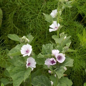 Pode incluir: Close-up de uma planta florida com flores brancas e roxas. As flores têm uma aparência delicada com um centro roxo escuro. A planta tem folhas verdes e está sobre um fundo de folhagem verde.