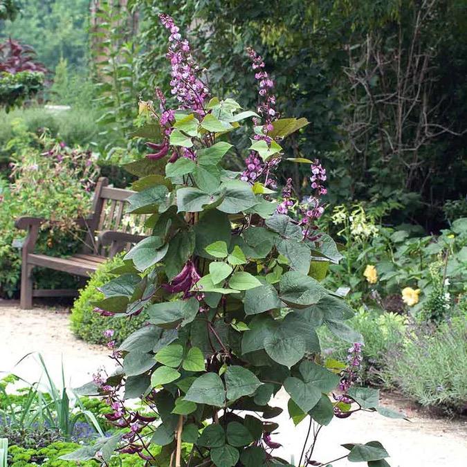 curry patta plant buy Fresh Curry Leaf Plant