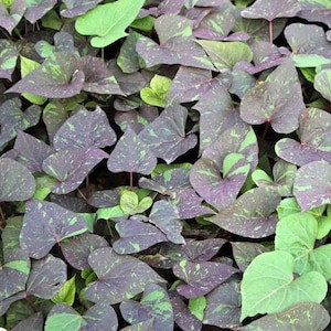 May include: A close-up view of a ground cover plant with heart-shaped leaves. The leaves are a mix of deep purple and green, with a speckled pattern. Some leaves are solid green. The plant has a lush, full appearance.