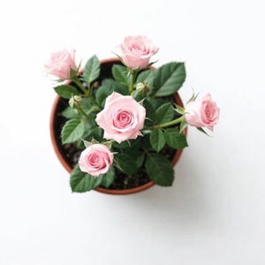 May include: Overhead view of a potted rose plant with several light pink rose blooms and dark green leaves. The plant is in a brown pot, set against a white background. The roses are in various stages of bloom.