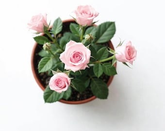 Rosal vivo Sunrosa de color rosa fragante (planta o maceta de 10 cm) con flores de color rosa ruborizado, resistente a enfermedades, compacto y enano.