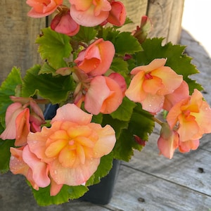 Solenia Apricot Begonia Plant in 4” Pot - Grown on Our Small Farm