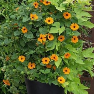 Puede incluir: Una planta en maceta con vibrantes flores naranjas y centros oscuros. Las flores están rodeadas de un exuberante follaje verde. La planta está en una maceta negra, creando un contraste llamativo. Ideal para el jardín.