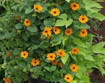 Sunny Susy New Orange Black Eyed Susan Vine - levende plant Thunbergia alata Startplug of 4" pot - Bright tangerine Flowers