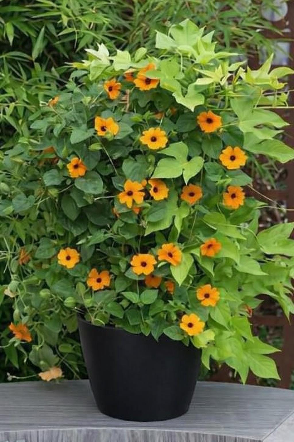 Orange flowering plants - Etsy sterreich