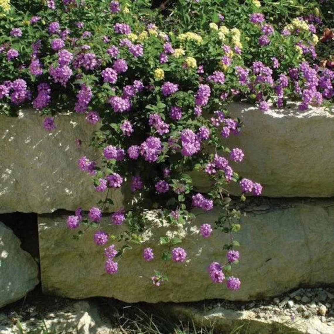Trailing Lavender Lantana - Live Plant, Purple Flowers, Drought ...