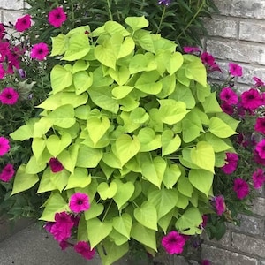 May include: A vibrant display of heart-shaped, chartreuse leaves, complemented by clusters of bright pink petunias. The lush foliage creates a striking contrast with the colorful blooms, showcasing a natural, floral arrangement.