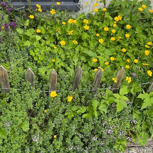 May include: A vibrant garden scene featuring a variety of plants. Bright yellow flowers bloom amidst lush green foliage, with a small wooden fence in the foreground. Purple flowers and other greenery add to the colorful display.