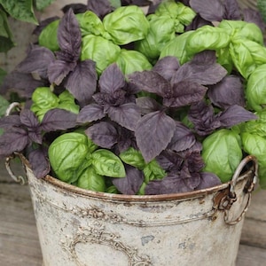 May include: A rustic, distressed metal bucket overflowing with fresh basil. The basil features vibrant green and deep purple leaves, creating a striking contrast. The bucket has ornate detailing and handles, suggesting a vintage aesthetic.