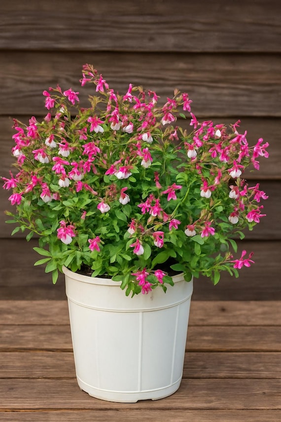 Salvia Rose Bi-Color Mirage Live Perennial Plant in 3.5” Pot - Vibrant Blooms