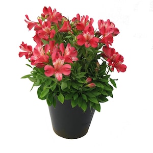May include: A potted plant with vibrant red and pink flowers, accented with white markings, and lush green foliage. The plant is in a black pot, set against a white background. The flowers are in full bloom, showcasing their intricate petal patterns.