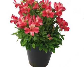 Alstroemeria Inca Lolly Live Plant - Dwarf Peruvian Lily Starter in 2.5” or 4” Pot - cherry red flowers, Long Blooming Perennial