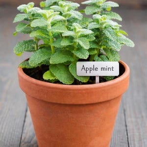 Apple Mint plant starter plugs, 4” pots and cuttings tea perennial plant