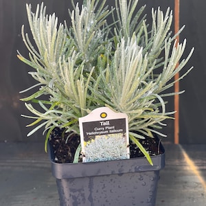 Tall Curry Plant (Helichrysum italicum) - grown in 3.5” Pot, Fragrant Herb