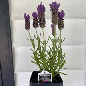 Anouk Purple Medley Spanish Lavender Plant - grown in a 4” Pot, Vibrant Blooms, Hardy Perennial