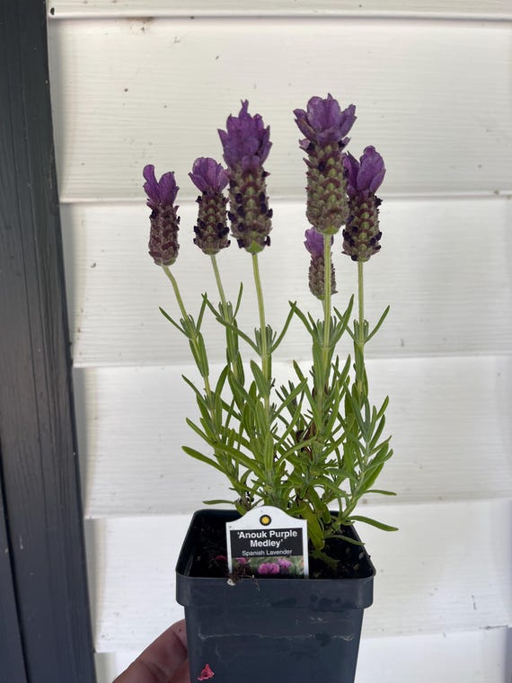 Anouk Purple Medley Spanish Lavender Plant - Grown in a 4 Pot, Vibrant  Blooms, Hardy Perennial - Etsy