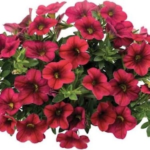 Calibrachoa Bloomtastic Chili Pepper  Extra Large Red Blooms | Live Plugs or 4” Pots Heat Tolerant Million Bells Hanging Baskets & Container