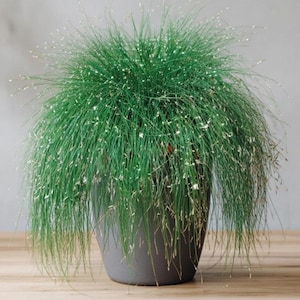 Fiber Optic Color Grass Live Wire Grass - grown in 6” Pot or starter plug