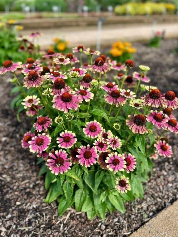 Echinacea Prairie Blaze Vintage Lime Coneflower - 2.5” Starter