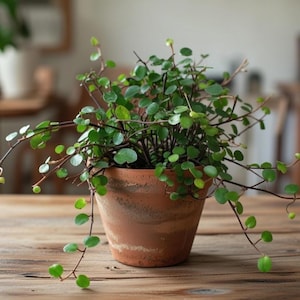 May include: A potted plant with small, round green leaves and trailing stems. The plant is in a terracotta pot, sitting on a wooden surface. The background is blurred, suggesting a natural, indoor setting.