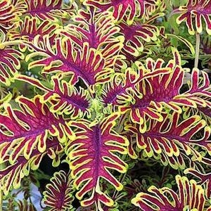 May include: Close-up of coleus plant leaves. The leaves are a vibrant mix of colors, with deep burgundy centers, edged with bright yellow and green. The edges of the leaves are intricately serrated.