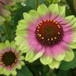 May include: Close-up of a vibrant zinnia flower with a multi-toned color palette. The petals transition from a bright pink to a soft lime green. The center is a deep burgundy with yellow accents, showcasing the flower's intricate details.