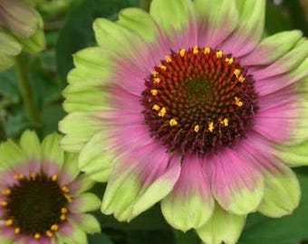 Echinacea Prairie Blaze Vintage Lime Coneflower - 4” Starter Plant - Unique Lime Green Blooms with Pink Centers - Perennial