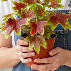 May include: A potted plant with striking red and green leaves. The leaves are shaped like maple leaves and surround a central stem. The plant is in a brown pot, held by someone wearing denim overalls.